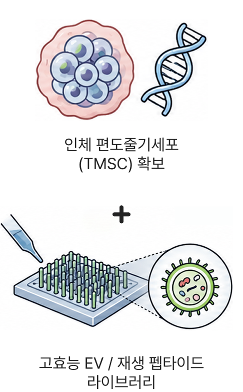 1단계: 인체 편도줄기세포(TMSC) 확보 및 고효능 EV / 재생 펩타이드 라이브러리