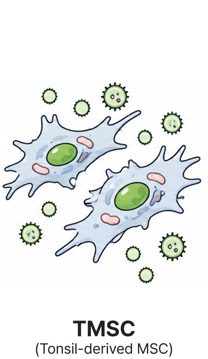 2단계: TMSC (Tonsil-derived MSC) 배양 공정